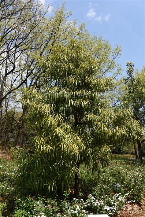 百日青樹|百日青:形態特徵,產地生境,繁殖方法,採種處理,圃地準。